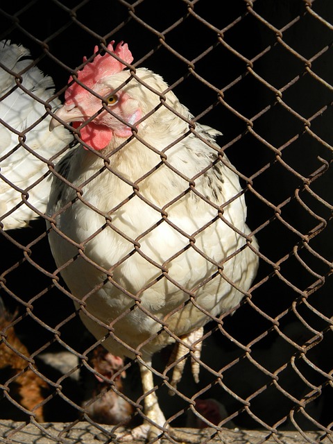 官方：小红书转播中国女足对阵苏格兰女足的友谊赛